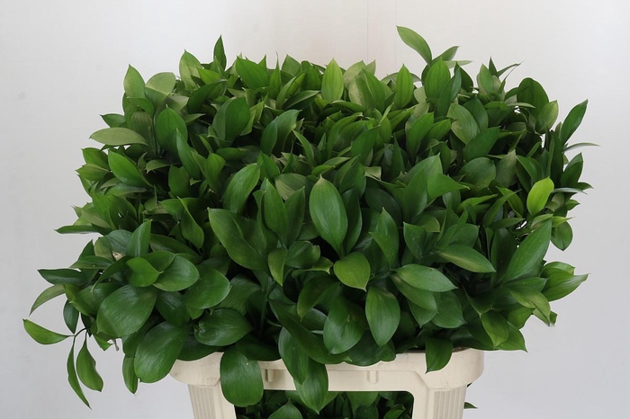 <h4>Ruscus Hypophyllum</h4>