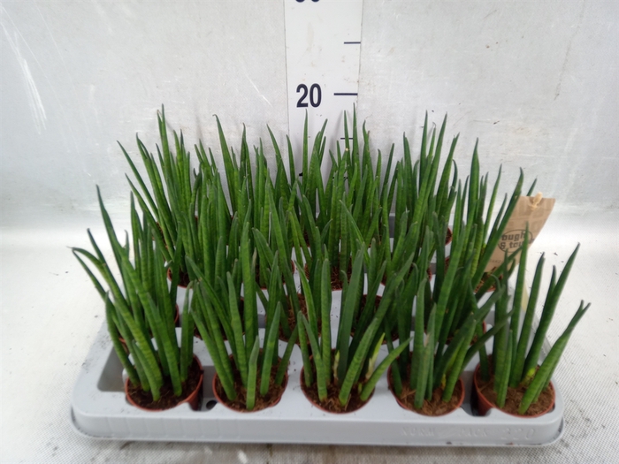 <h4>Sansevieria bacularis</h4>