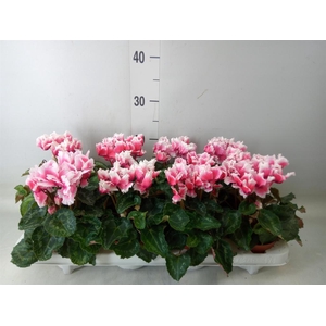Cyclamen MD 'Premium Abanico'