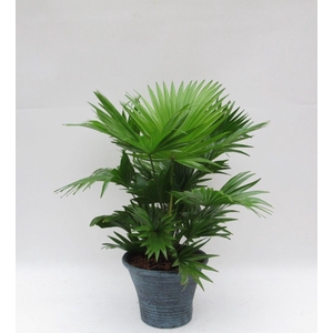 LIVISTONA ROTUNDIFOL