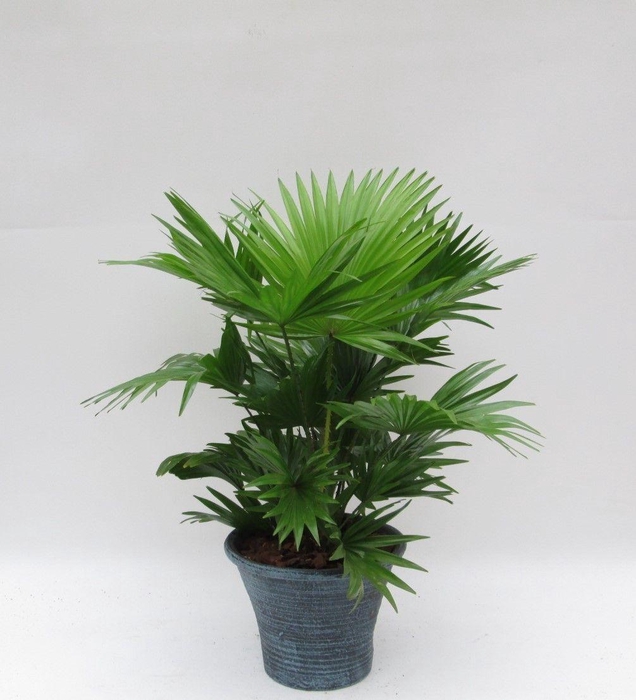 <h4>Livistona rotundifolia in hosta big met schors</h4>