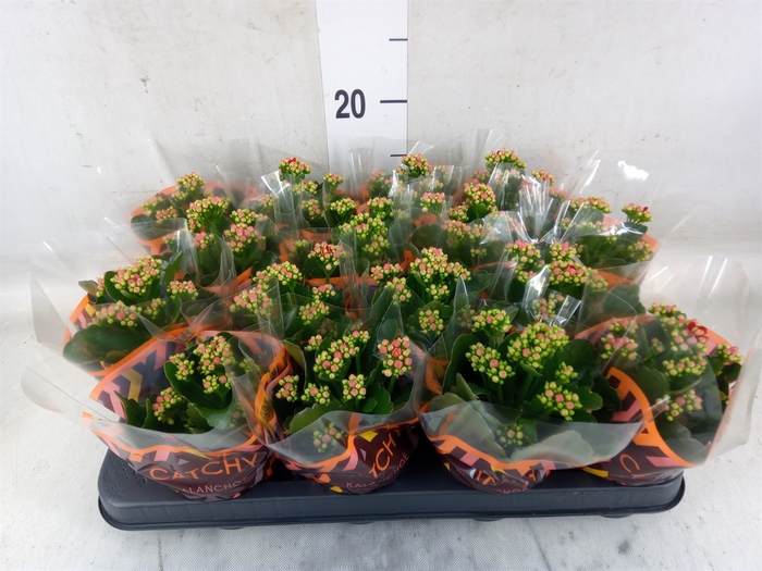 <h4>Kalanchoe blos. 'Calandiva Rubio'</h4>
