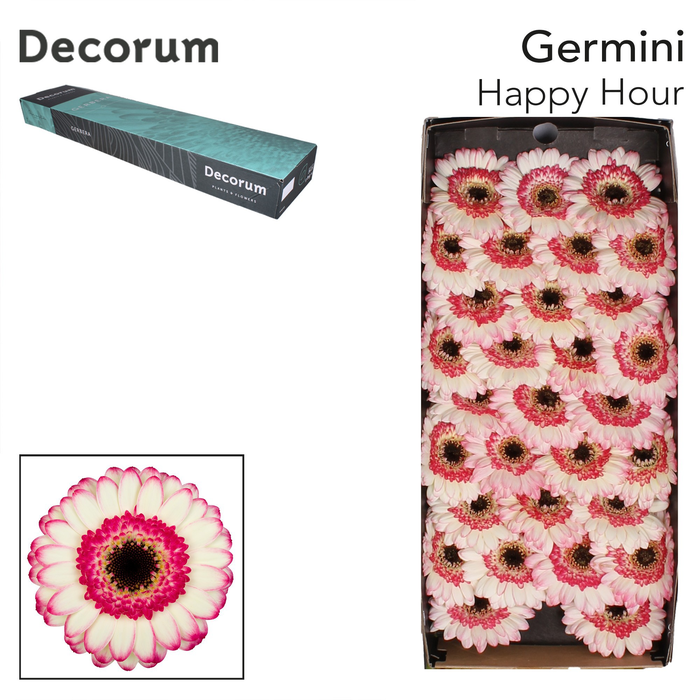 <h4>Germini Happy Hour Doos</h4>