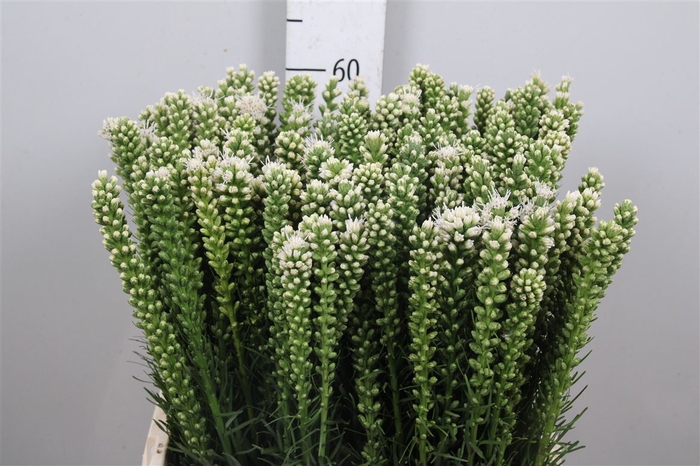 <h4>Liatris Alba</h4>