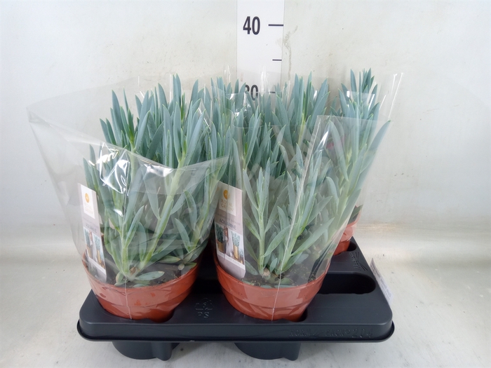 <h4>Curio ficoides 'Mount everest'</h4>