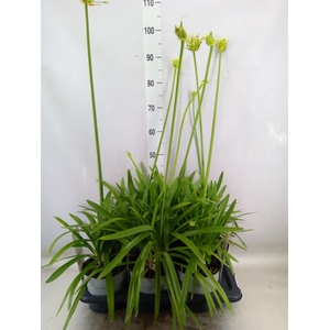 Agapanthus  'Poppin Star'