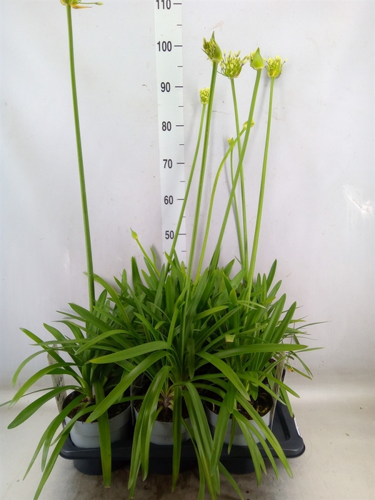 <h4>Agapanthus  'Poppin Star'</h4>