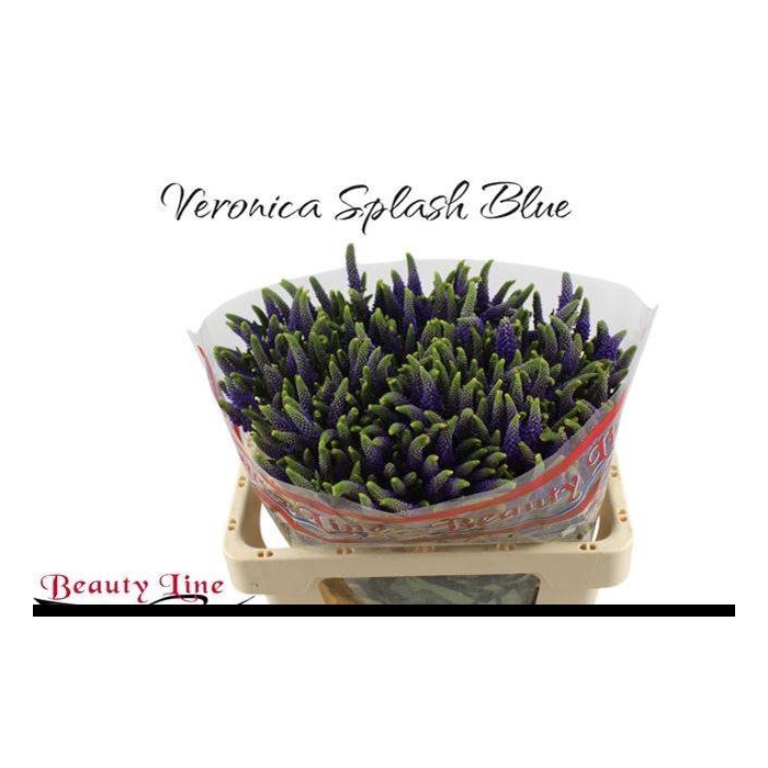 <h4>VERON L SKYLER BLUE</h4>