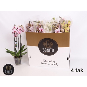 PHAL MIX 4 TAK