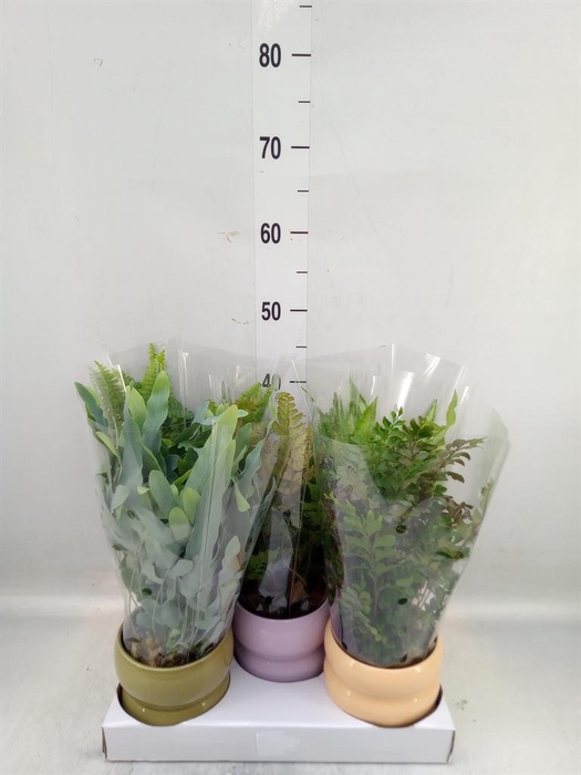 <h4>Ferns   ...mix</h4>