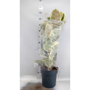 Ficus elastica 'Tineke'