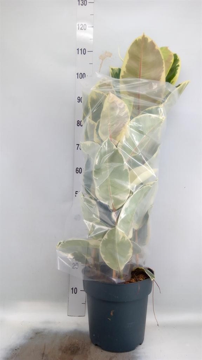 <h4>Ficus elastica 'Tineke'</h4>