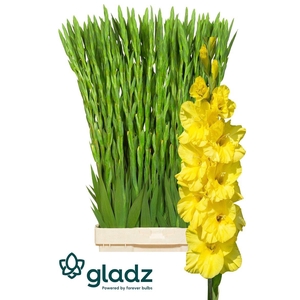 Glad Gr Bra Val Yellow