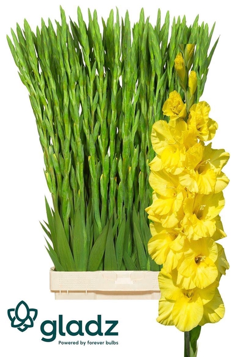 <h4>Glad Gr Bra Val Yellow</h4>