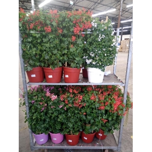 Pelargonium pelt. 'Balcon'   ...mix