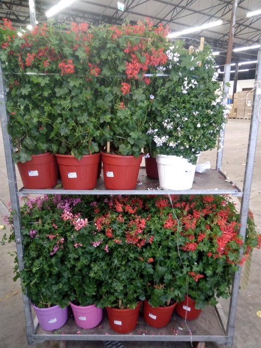 <h4>Pelargonium pelt. 'Balcon'   ...mix</h4>