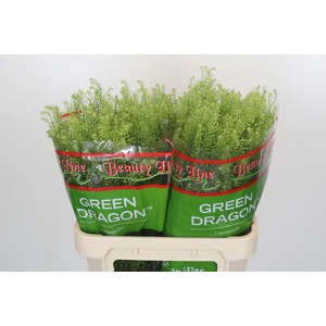Lepidium Green Dragon