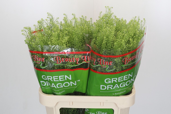 <h4>Lepidium Green Dragon</h4>