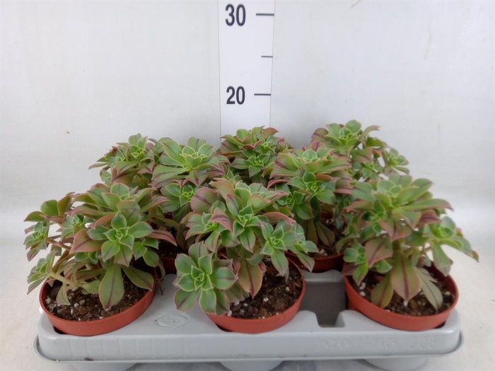 <h4>Aeonium   ...</h4>