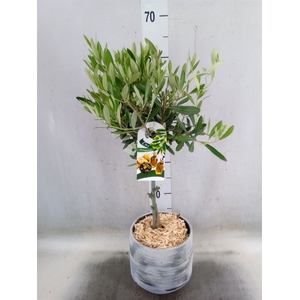 Arr.   Tuinplanten H%