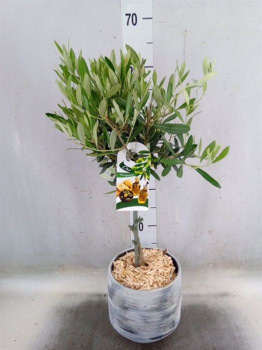 <h4>Arr.   Tuinplanten H%</h4>
