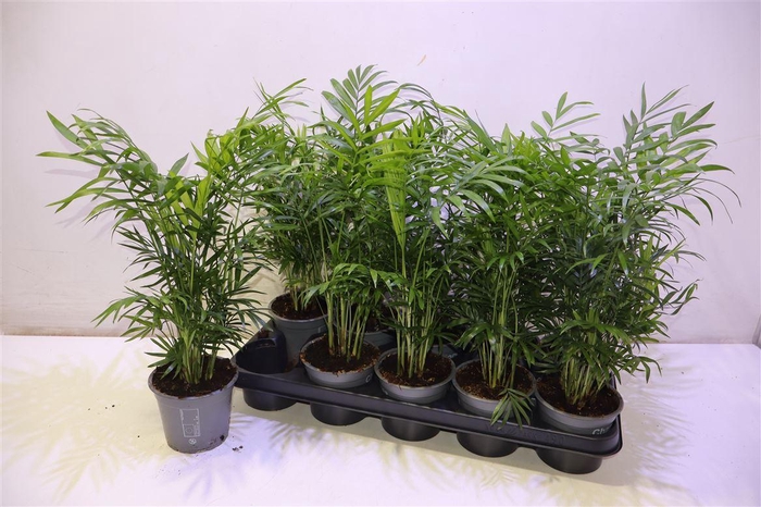 <h4>arr8 Chamaed Elegans</h4>