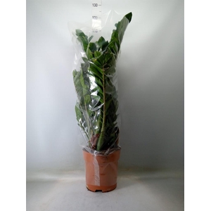 Zamioculcas zamiifolia