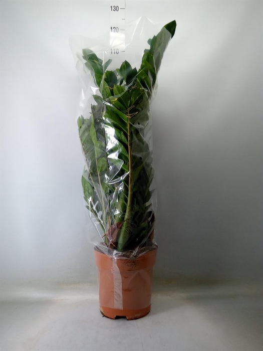 <h4>Zamioculcas zamiifolia</h4>
