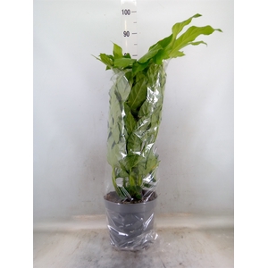 Fatsia japonica   ...