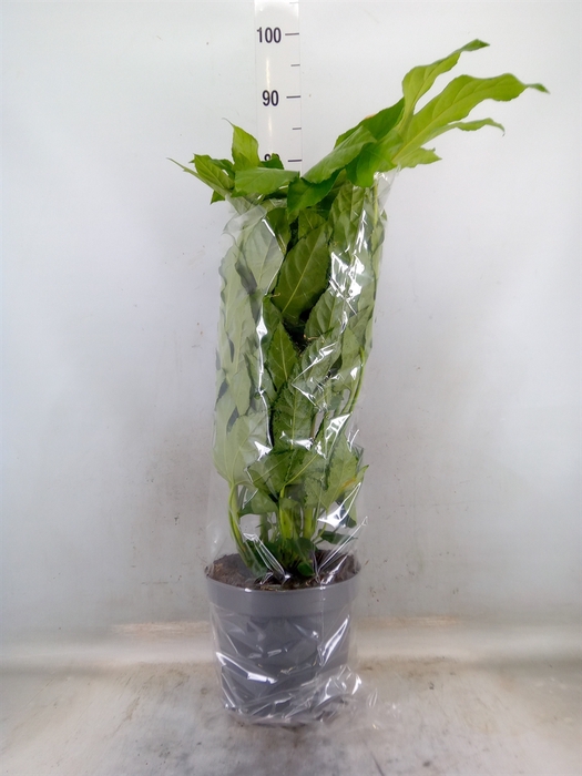<h4>Fatsia japonica   ...</h4>