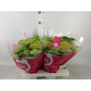 Hydrangea mac.   ...mix