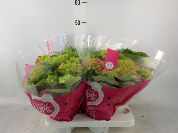 <h4>Hydrangea mac.   ...mix</h4>
