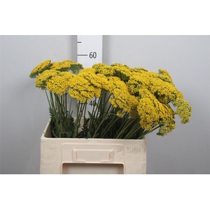 Achil F Parker Variety