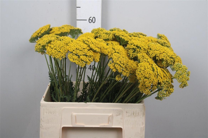 <h4>Achil F Parker Variety</h4>