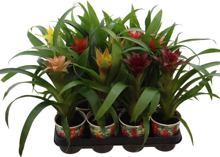 <h4>Guzm Gemengd Smartcup</h4>