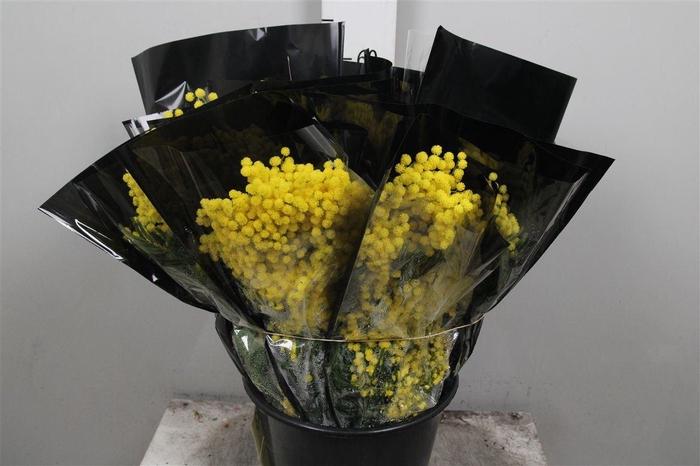 <h4>Acacia Mirandol Per Bunch 150 Gram</h4>