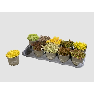 SEDUM GEM