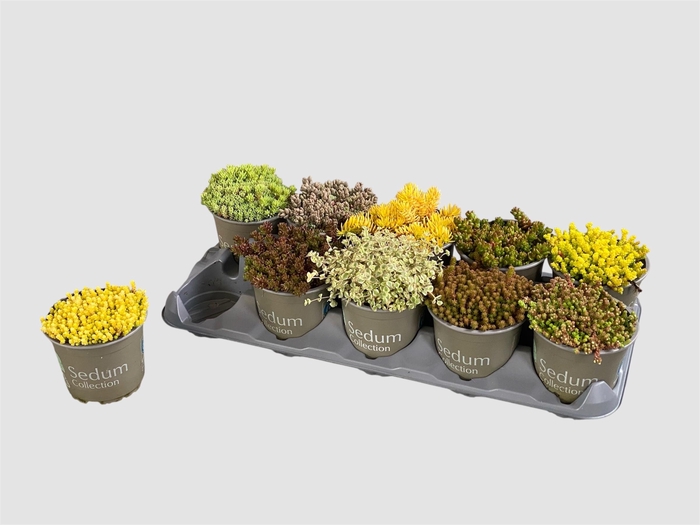 <h4>SEDUM GEM</h4>