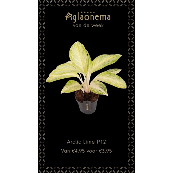 <h4>Aglaonema Arctic Lime</h4>