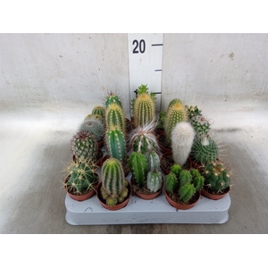 Cactus   ...mix