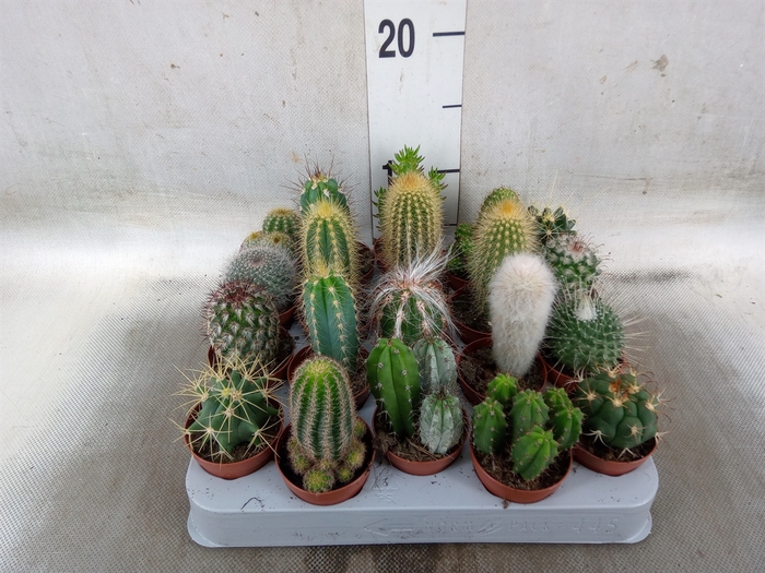 <h4>Cactus   ...mix</h4>