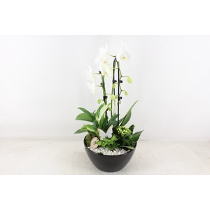arr2 PL - Ker. schaal dido Zwart Phal. wit