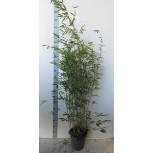 Fargesia nitida 'Pillar' P27