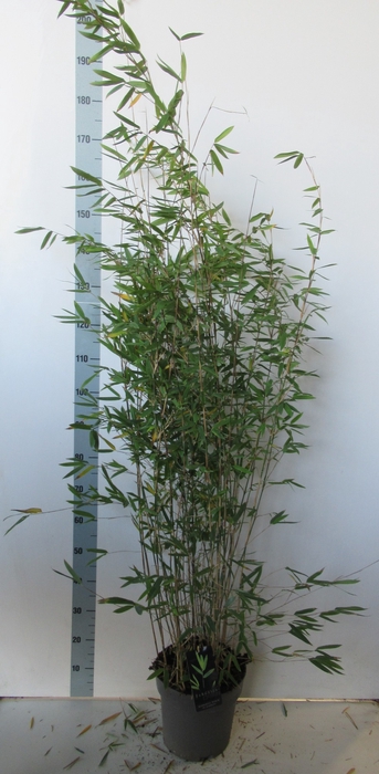 <h4>Fargesia nitida 'Pillar' P27</h4>