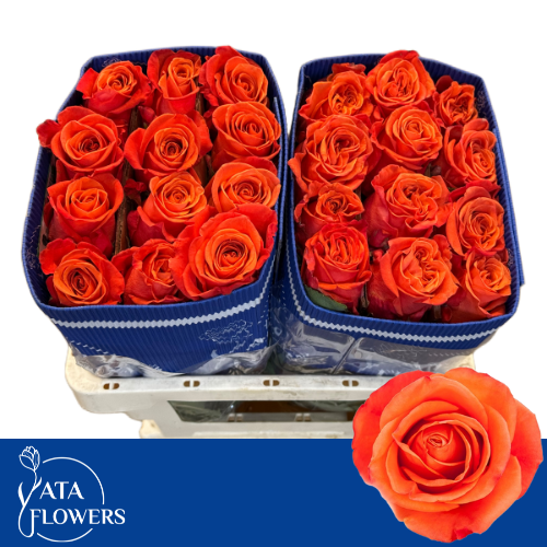 <h4>R GR ORANGE CRUSH</h4>