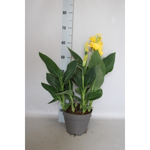Canna generalis Cannova Yellow