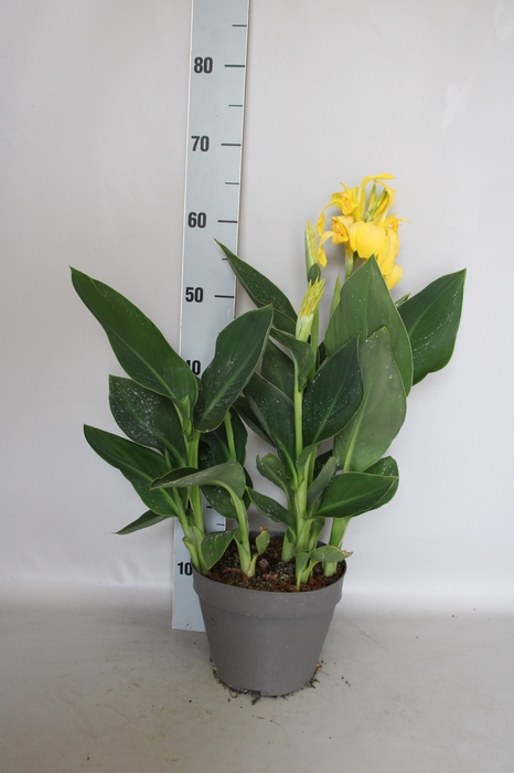 <h4>Canna generalis Cannova Yellow</h4>