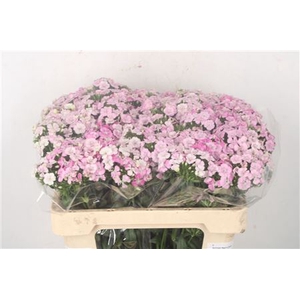 Di Barb Amazone Pink