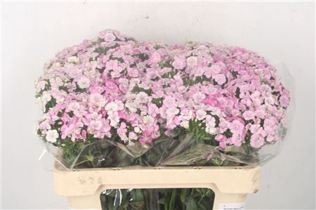 <h4>Di Barb Amazone Pink</h4>