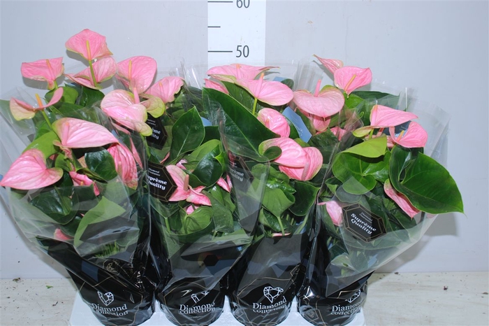 <h4>Anth An Roze</h4>